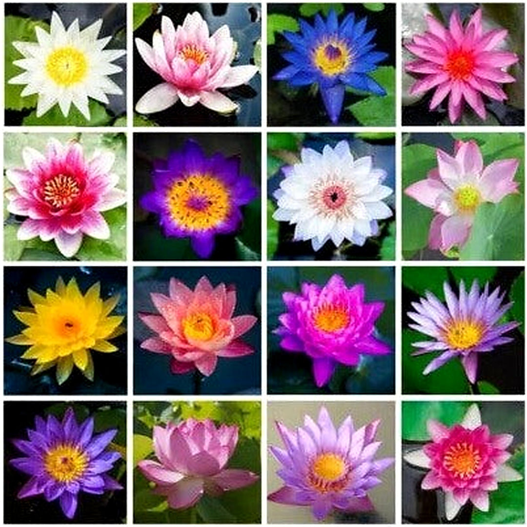 Mixed Color The Sacred Bonsai Lotus Flower Planting Indoor Outdoor Pond Heirloom Non Gmo Flower [neera-v5-b3b871a3aee4869382b7]