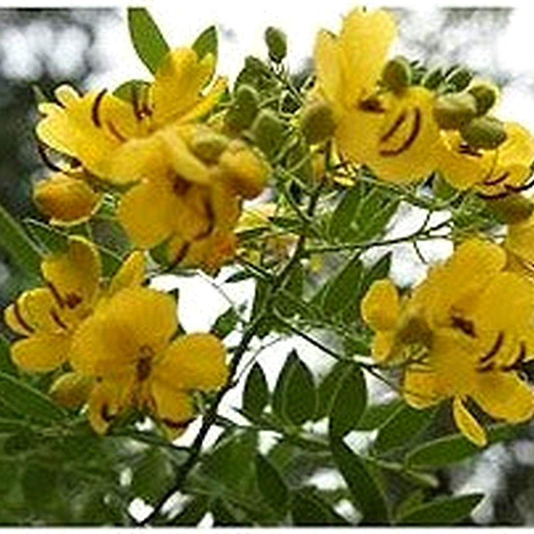 Yellow Cassia Spectabilis Tree Fast Growing Tropical Flowers Flower Seeds for Home Garden Planting, [neera-v5-b3b8f4e6a0bb607fc067]