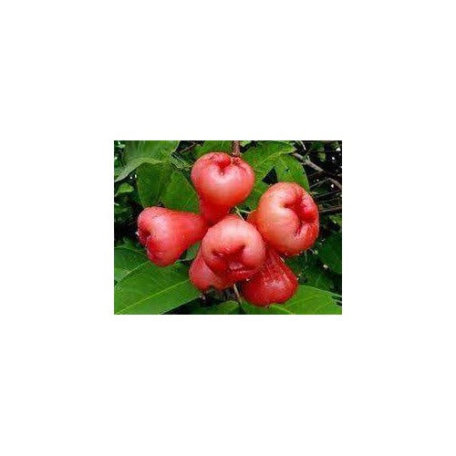 Rose Apple Fruit Seeds [neera-v5-b3c00b6d7fc5c80c26d1]
