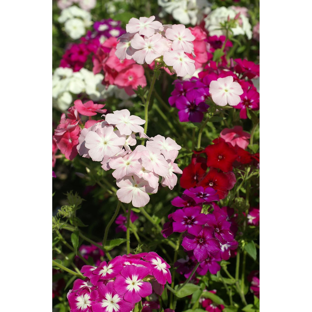 Phlox Mixed Colors Flower Flower Seeds for Home Garden Planting, Premium Organic Blooming Collection [neera-v5-b3c31871ba4d0d79c1fb]