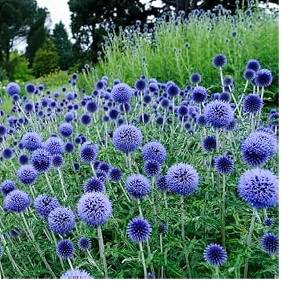 Echinops Ritro Flower For Planting Flower Seeds for Home Garden Planting, Landscape Organic [neera-v5-b3ccbbd3f5c48c5c10c7]