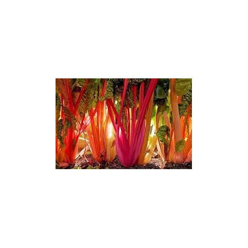 Red Swiss Chard Vegetable Seeds for Planting heirloom &amp; Non-GMO Seeds [neera-v5-b3d29eed3ee215eff911]