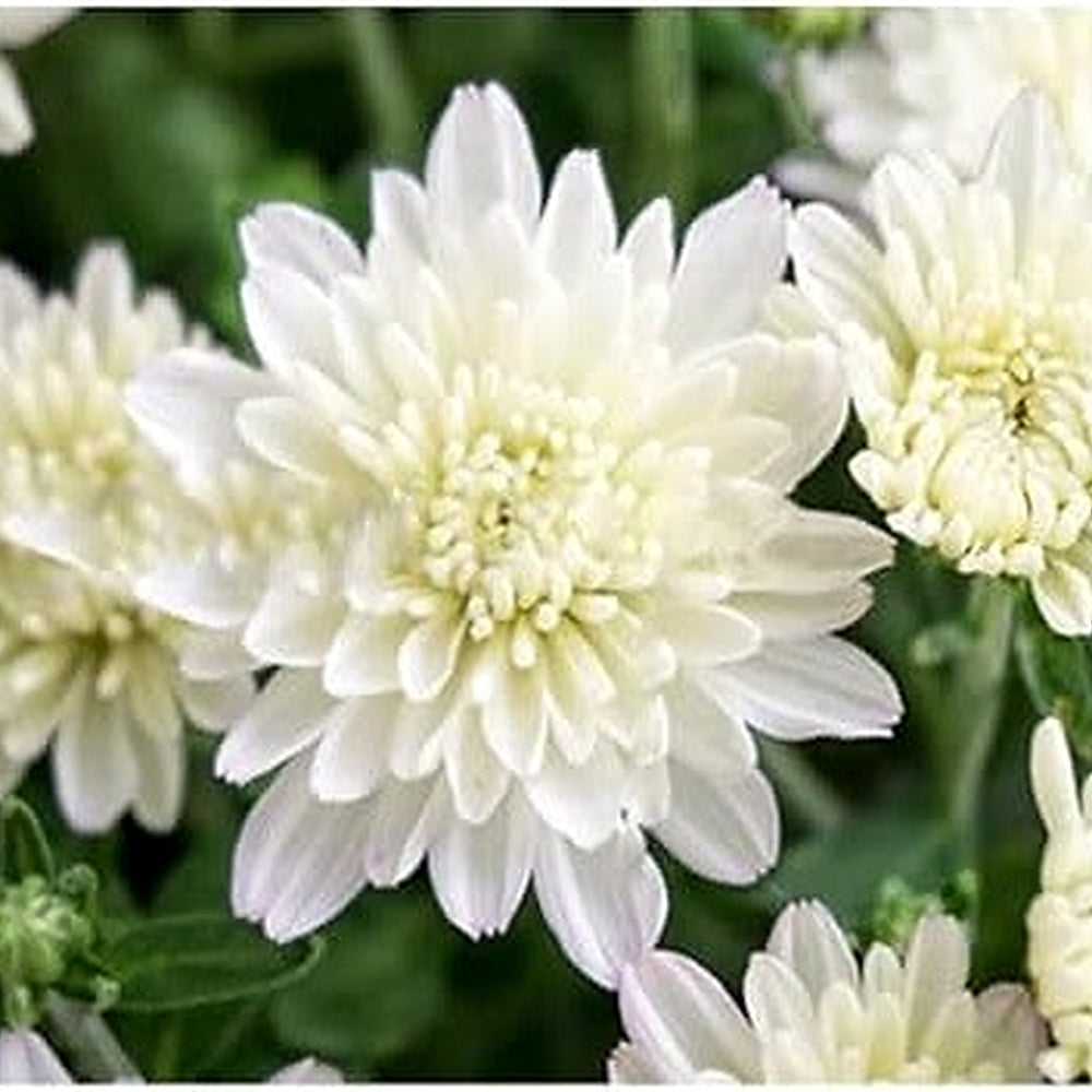 Organic Heirloom Non-GMO White Chrysanthemum Seeds for Planting [neera-v5-b3d68578ff6094c9ac92]