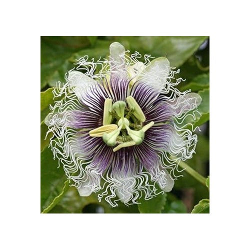 Purple & White Passionflower Seeds [neera-v5-b3dbf966c091c1e9d338]