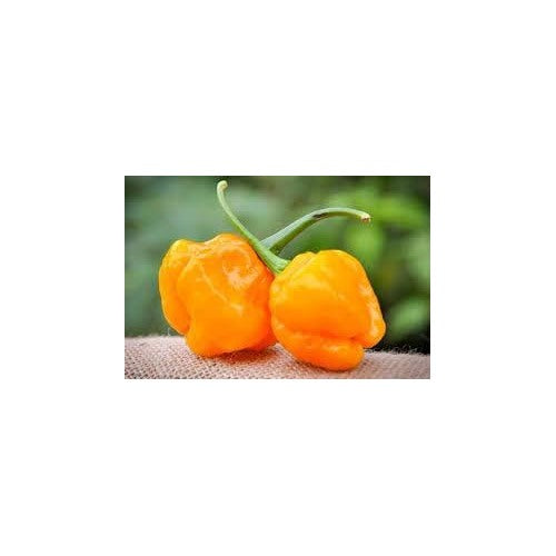 MOA Yellow Scotch Bonnet Pepper Seeds for Planting [neera-v5-b3e75bb23e2a96e2fe36]