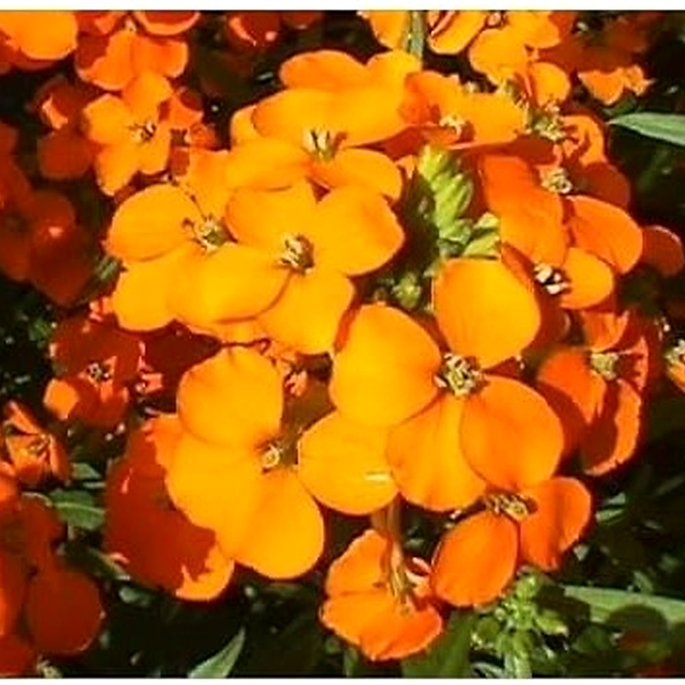 Orange Siberian Wallflower Seeds for Planting 100 pcs [neera-v5-b3ecddf7f4c6d484e116]