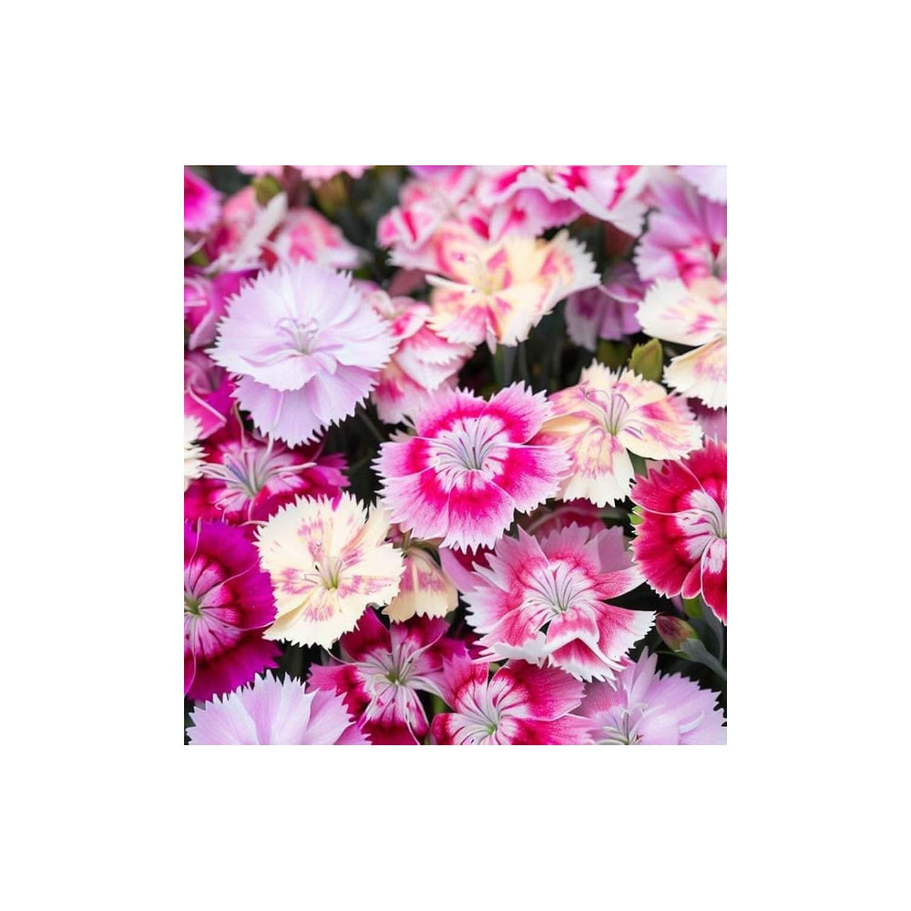 Pink Dianthus Chinensis Rainbow Garden Flower Flower Seeds for Home Garden Planting, Premium [neera-v5-b3edf4e798e045754a07]
