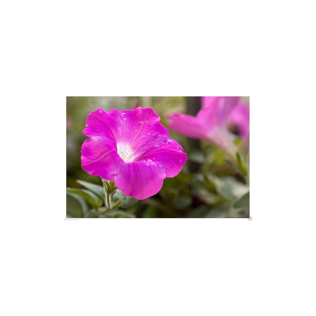 Purple Pink Shanin Violette Petunia Wildflower Flower Seeds for Home Garden Planting, Blooming [neera-v5-b3f588469bd3da1eaa79]