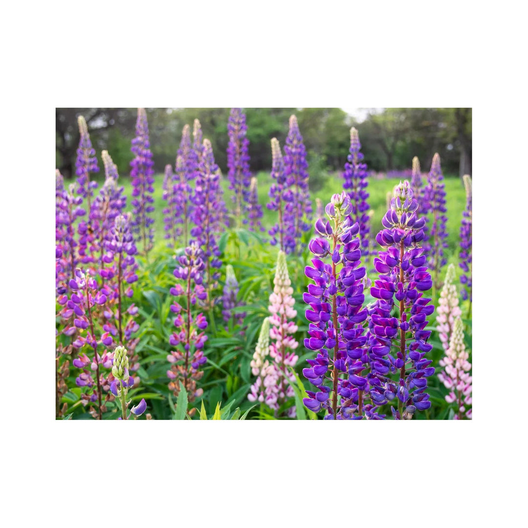 Violet Yellow Heirloom Non Gmo Lupine Flower Blooms Garden Planting Flower Seeds Home [neera-v5-b3f6d0f4e72554a0cc2a]