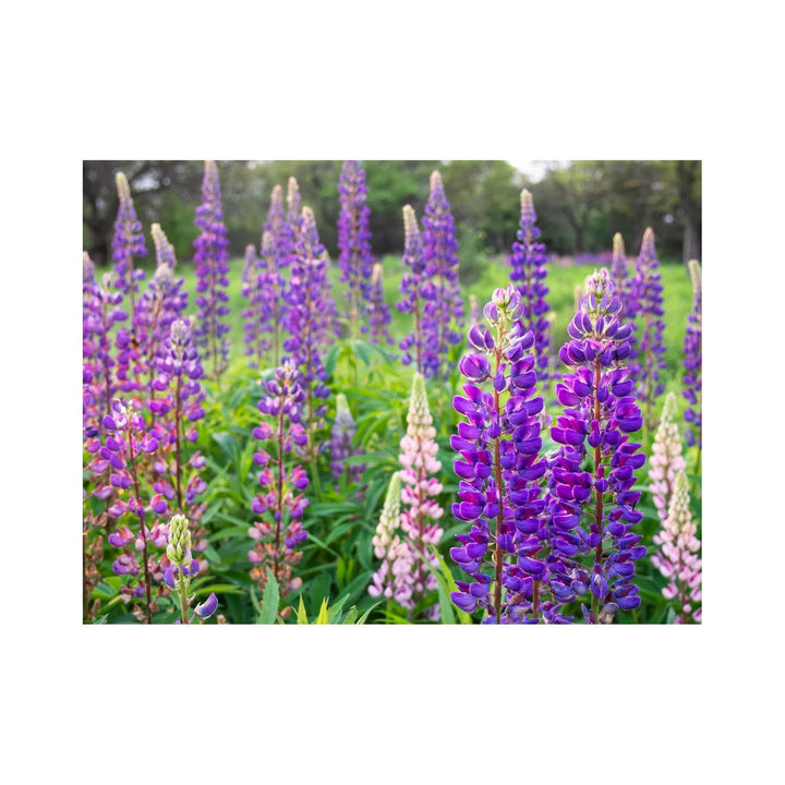 Violet Yellow Heirloom Non Gmo Lupine Flower Blooms Garden Planting Flower Seeds Home [neera-v5-b3f6d0f4e72554a0cc2a]