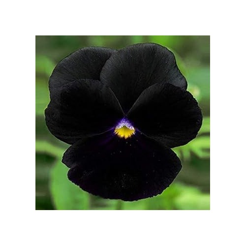 Heirloom Non-GMO Black Pansy Flower Seeds [neera-v5-b40f1fd553d60f9e01d1]