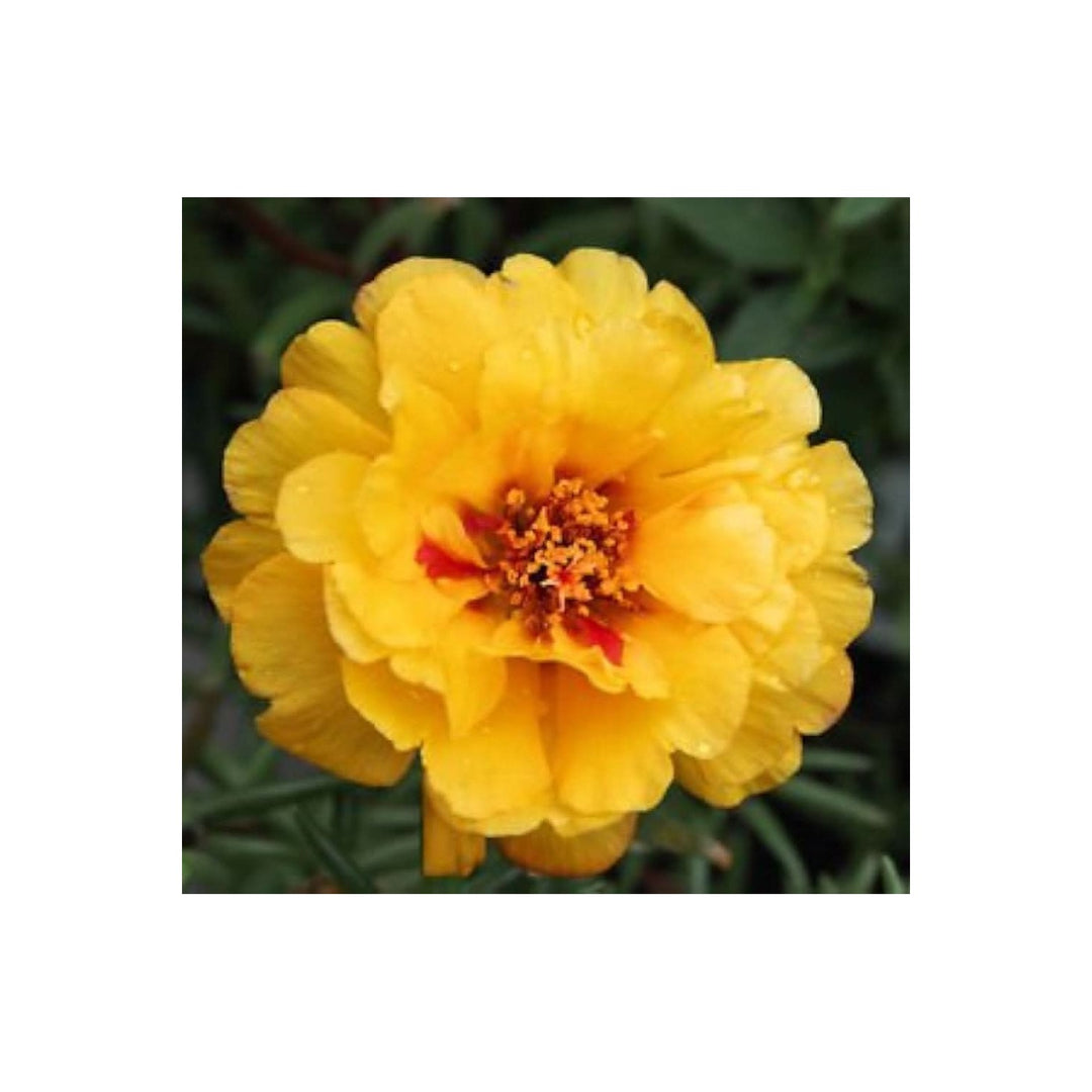 Yellow Portulaca Moss Rose Heat Tolerant Flower Flower Seeds for Home Garden Planting, Vibrant [neera-v5-b40f8ec85526b04aeec5]