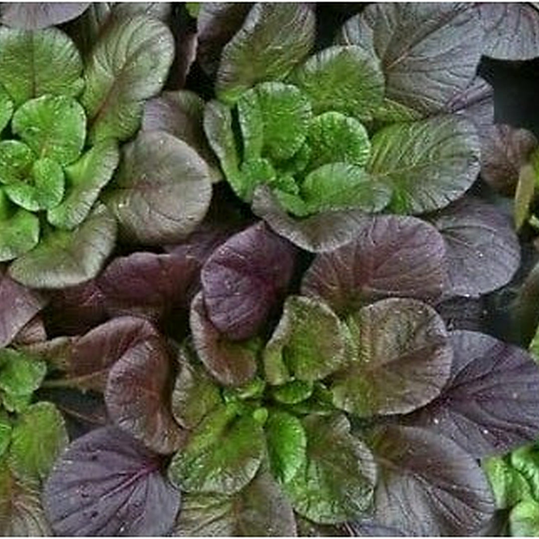 Purple Green Choi Bok Choy Seeds for Planting [neera-v5-b41124e5d3c08877a982]