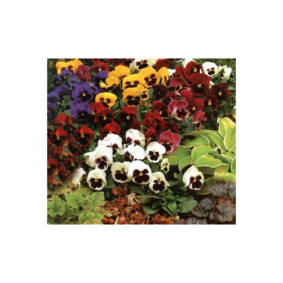 Pansy Ozzeri Giants Mix Viola X Wittrockiana Flower For Home Garden And Balcony Planting Flower [neera-v5-b4236d96e8fe409e2d74]