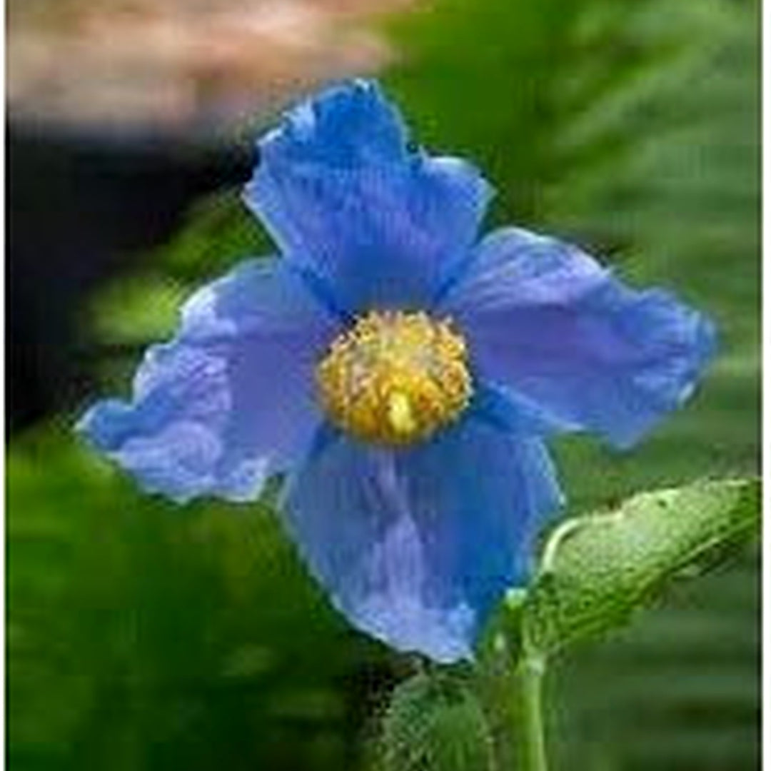 Premier Flower For Planting Flower Seeds for Home Garden Planting, Landscape Organic Blooming [neera-v5-b43115dd23cb7751d25a]