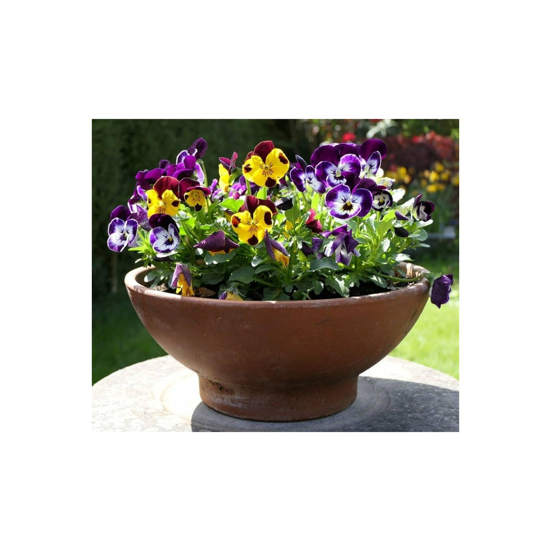 Pansy Viola Tricolor Colorful Flower For Planting Perfect For Seasonal Displays Balcony [neera-v5-b4391946b3058951f26c]