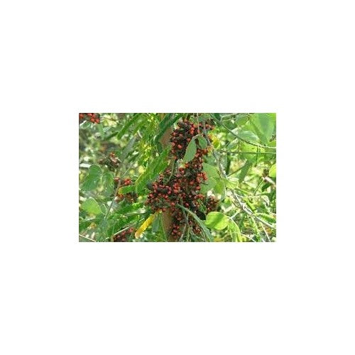 Pea Rosary Plant Seeds for Planting [neera-v5-b439af5e8b4087a4970f]