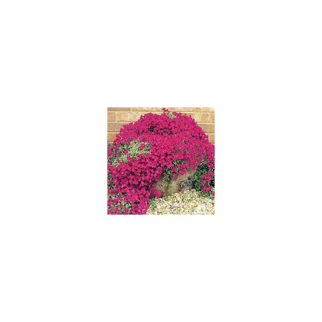Perennial Creeping Thyme Scarlet Fragrant Flower Flower Seeds for Home Garden Planting, Blooming [neera-v5-b43be63c83cb6963add1]