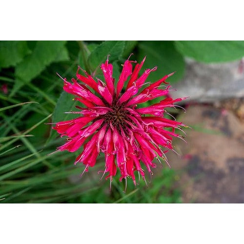 Pink Wild Bergamot Monarda Fistulosa Mintleaf Bee Balm Flower For Planting Flower Seeds for Home [neera-v5-b43c2aaa6d8f65447f55]