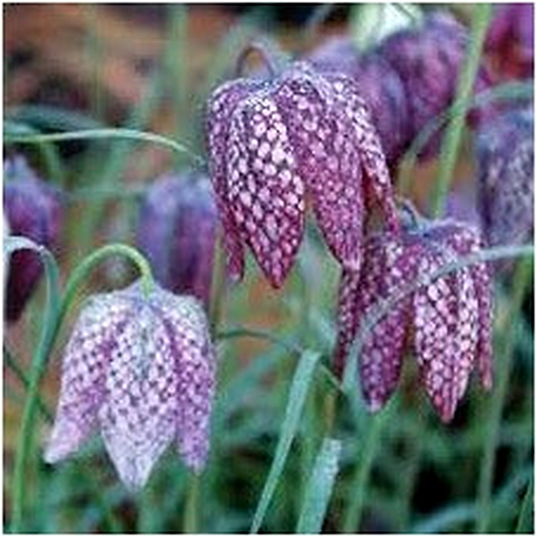 Heirloom Non-GMO Fritillaria Plant Seeds for Planting [neera-v5-b43c38fc481121d9557d]