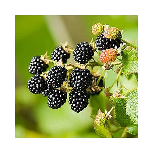 Dewberry Blackberry Seeds for Planting [neera-v5-b44591ab5121c78406b0]
