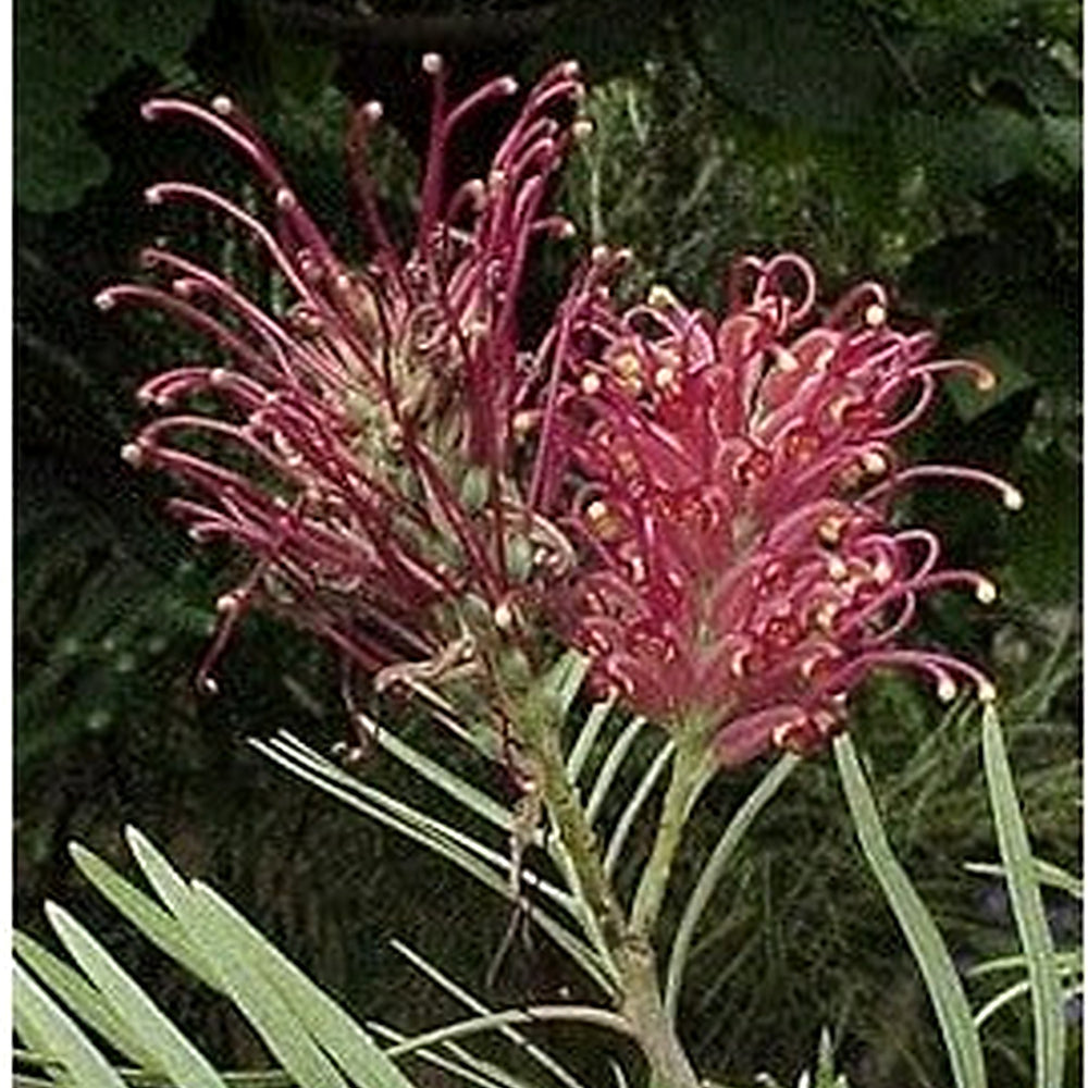 Heirloom Red Black Fuchsia Flower Seeds [neera-v5-b44652cb7cf6035c4c2e]