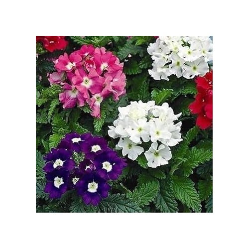 Mixed Verbena Flower Seeds for Planting [neera-v5-b44895ba7b967bea16d1]