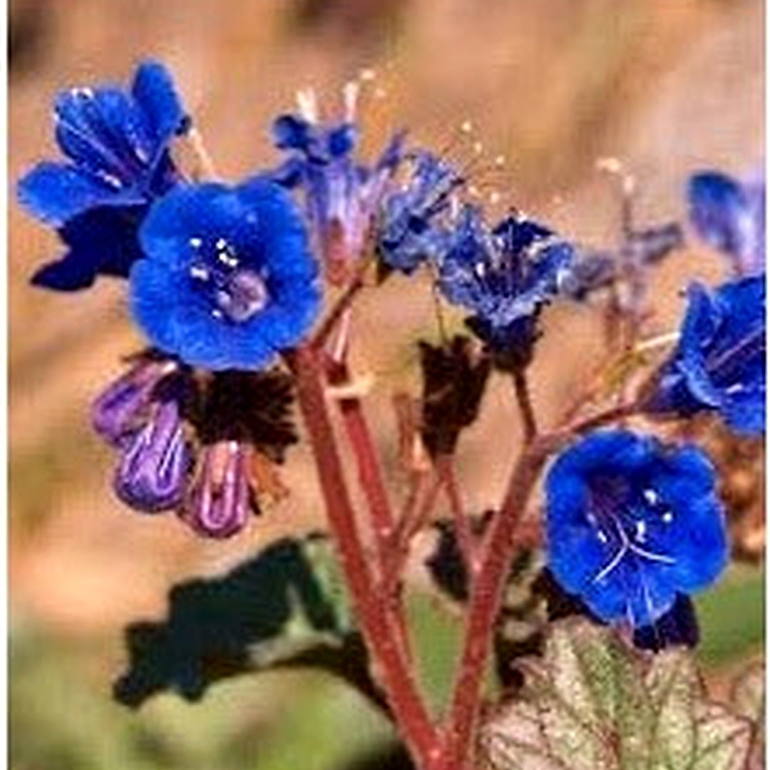 Organic Heirloom Non-GMO Blue California Bluebells Flower Seeds for Planting [neera-v5-b4547e4211175ef64e5f]