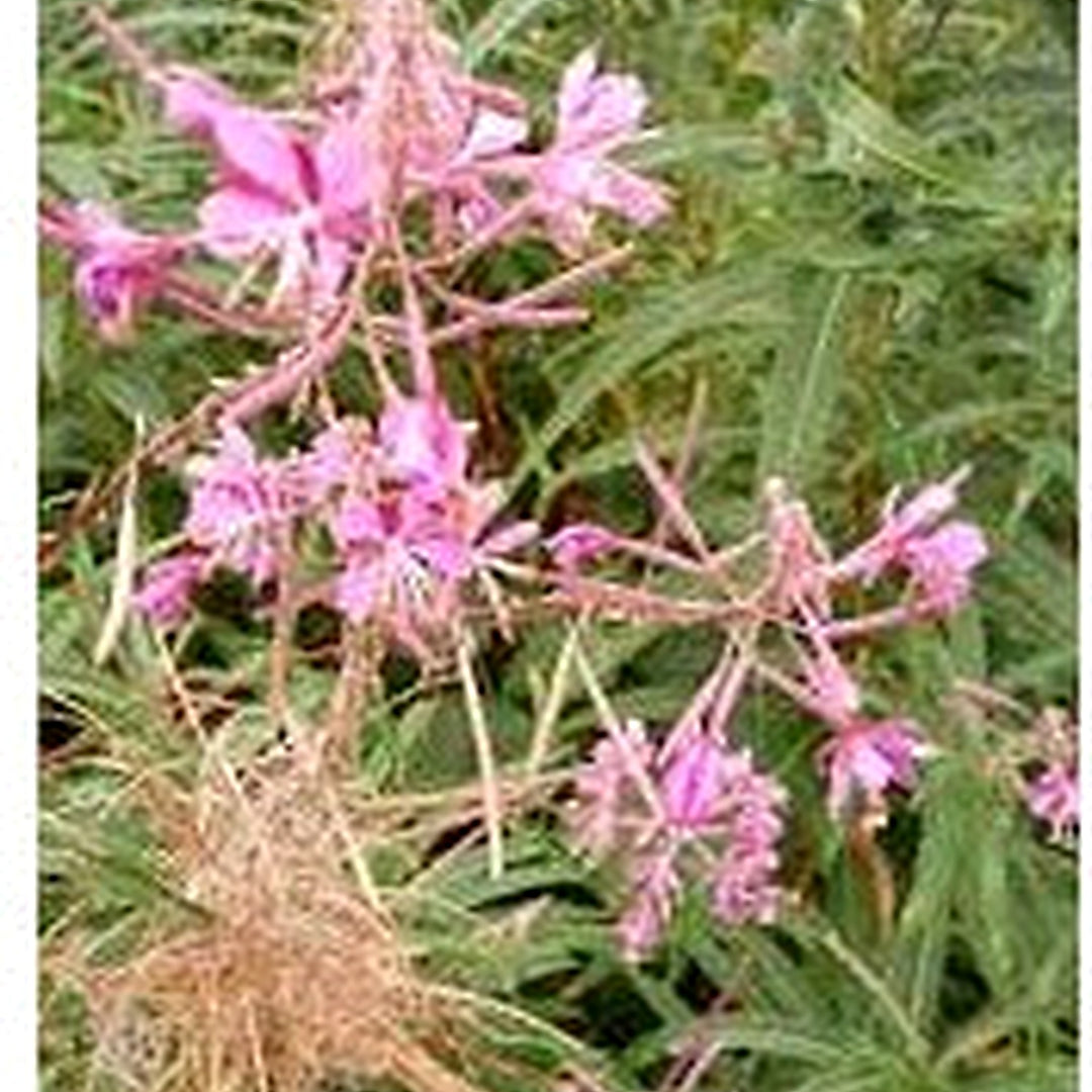Willowherb Flower Seeds for Planting [neera-v5-b45bfdf1cefe651324bd]