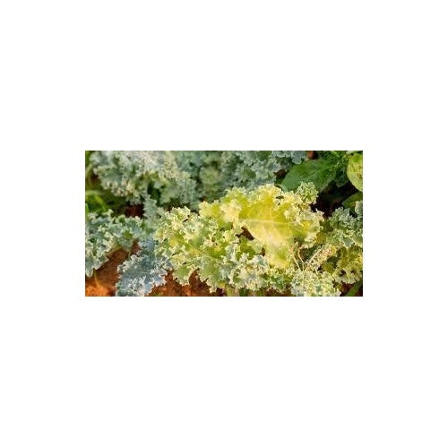 Yellow Kale Seeds for Planting [neera-v5-b47238a6cea4bc31256d]
