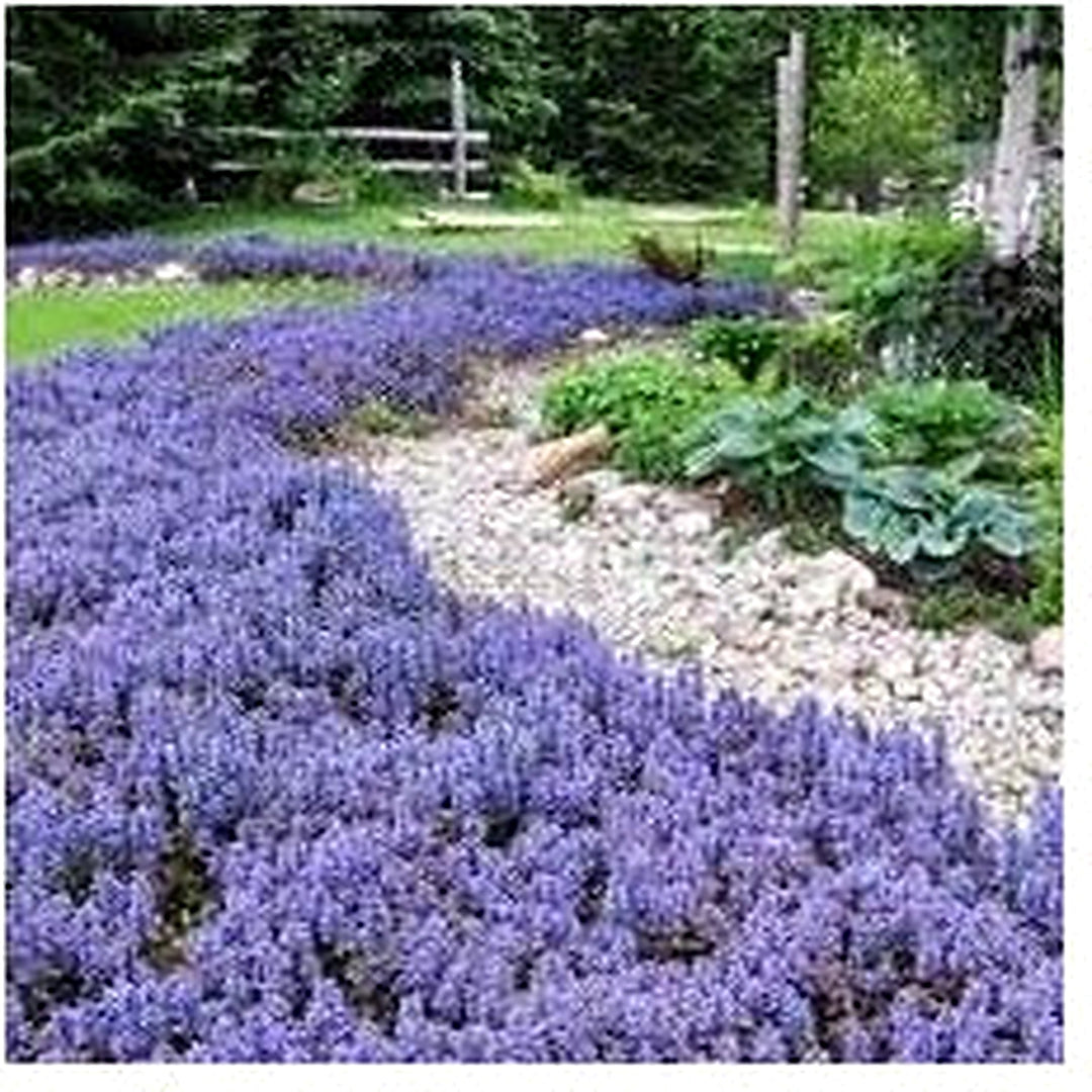Heirloom Non-GMO Ajuga Flower Seeds [neera-v5-b477ad843c27b54795f8]