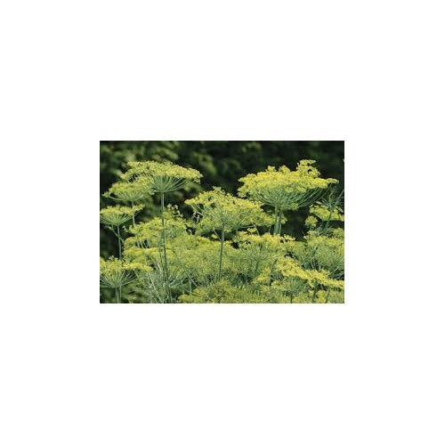 Bouquet Dill Herb Seeds for Planting [neera-v5-b477d4313a70ad2beef2]