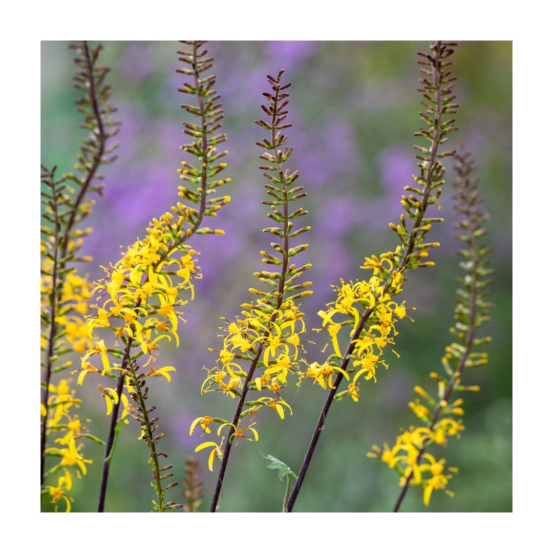Golden Heirloom Non Gmo Ligularia Przewalskii Flower Przewalskis Ray For Moist Shaded Gardens [neera-v5-b47ec00ee5c3ecdc7b3b]
