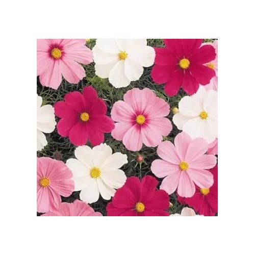 Mix Cosmos Flower Seeds for Planting [neera-v5-b4803f0b9479ceb4387c]