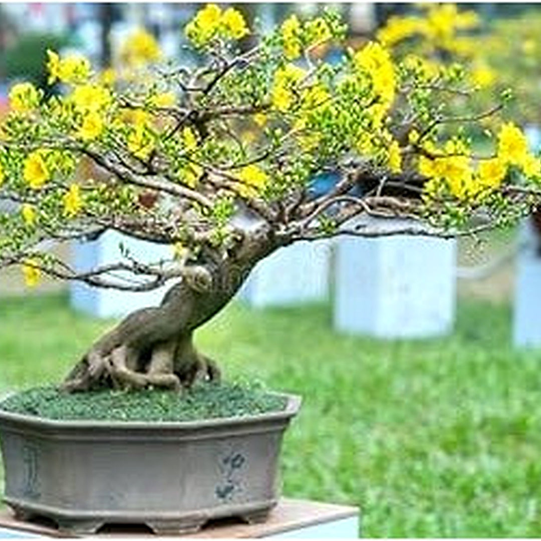 Dark Yellow Azalea Flower Seeds for Planting [neera-v5-b4909beaa93bffd997b3]