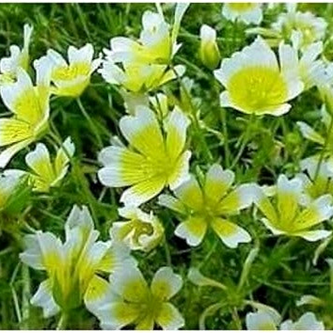 Organic White Yellow Limnanthes Douglasii Flower Seeds for Planting [neera-v5-b493300d8b2426837087]