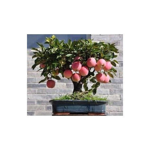 Miniature Bonsai Pomegranate Seeds [neera-v5-b49ed4d77e5fad5fa56c]