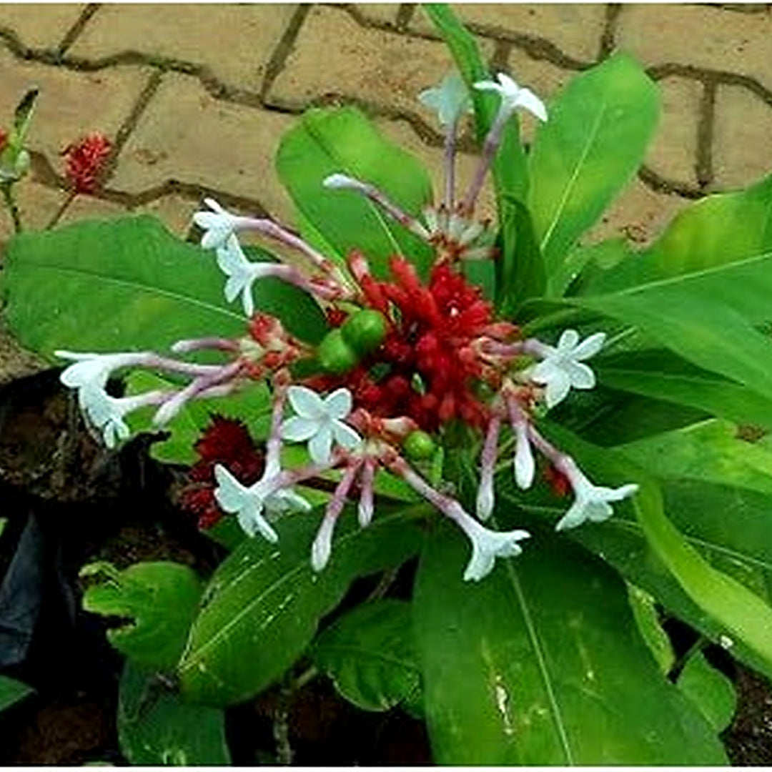 Heirloom Non-GMO Rauvolfia Flower Seeds for Planting [neera-v5-b4a56903a4f5abd0d10e]