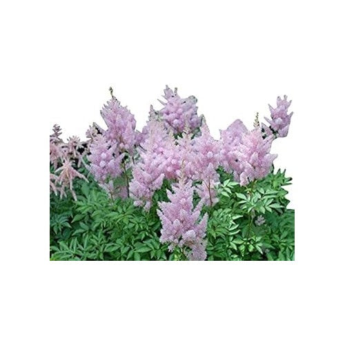 Lavender Astilbe Flower Seeds [neera-v5-b4a901f532a35c82a3d9]