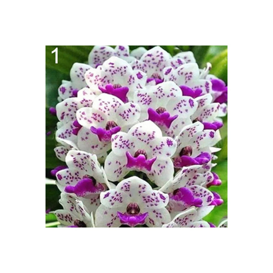 White Violet Cymbidium Flower For Planting Flower Seeds for Home Garden Planting, Ornamental [neera-v5-b4ae6150dd5807310f18]