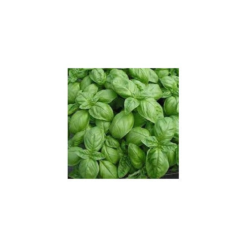 Broadleaf Basil Plant Seeds [neera-v5-b4b10d439a5cfbb3053f]