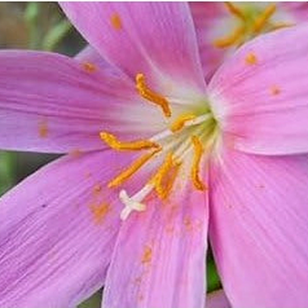 Heirloom Non-GMO Baby Pink Crocus Flower Seeds for Garden Planting | High Germination Organic Garden Seeds [neera-v5-b4b1cac9effdb8d44001]