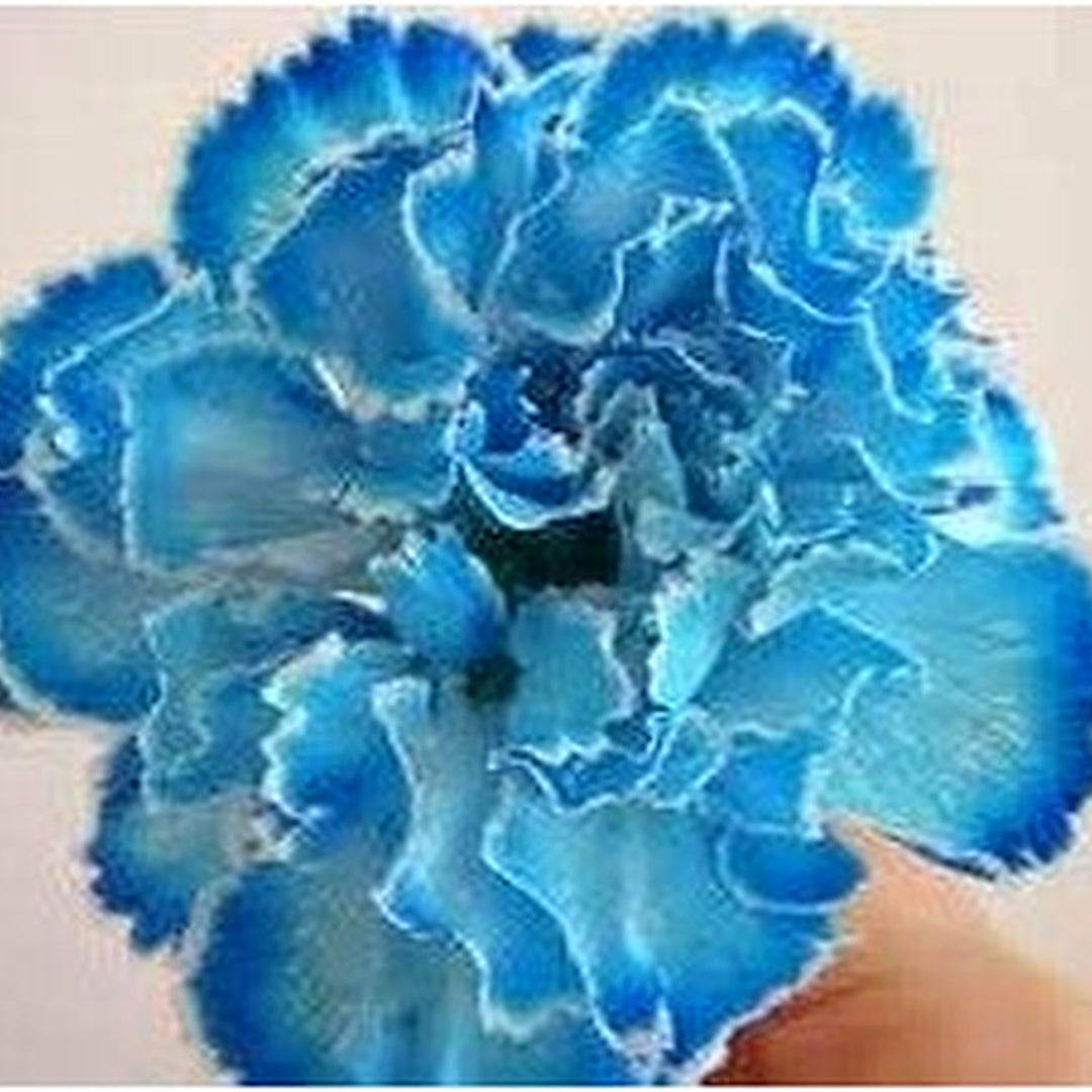 Heirloom Sea Blue Dianthus Caryophyllus Flower Seeds [neera-v5-b4bb3f7c738a7e773c46]