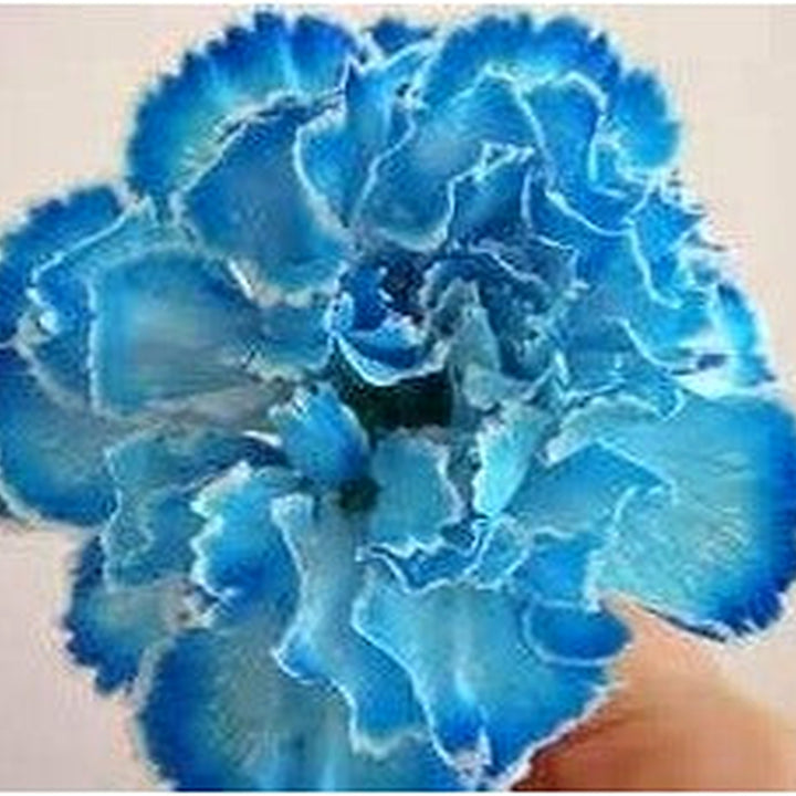 Heirloom Sea Blue Dianthus Caryophyllus Flower Seeds [neera-v5-b4bb3f7c738a7e773c46]