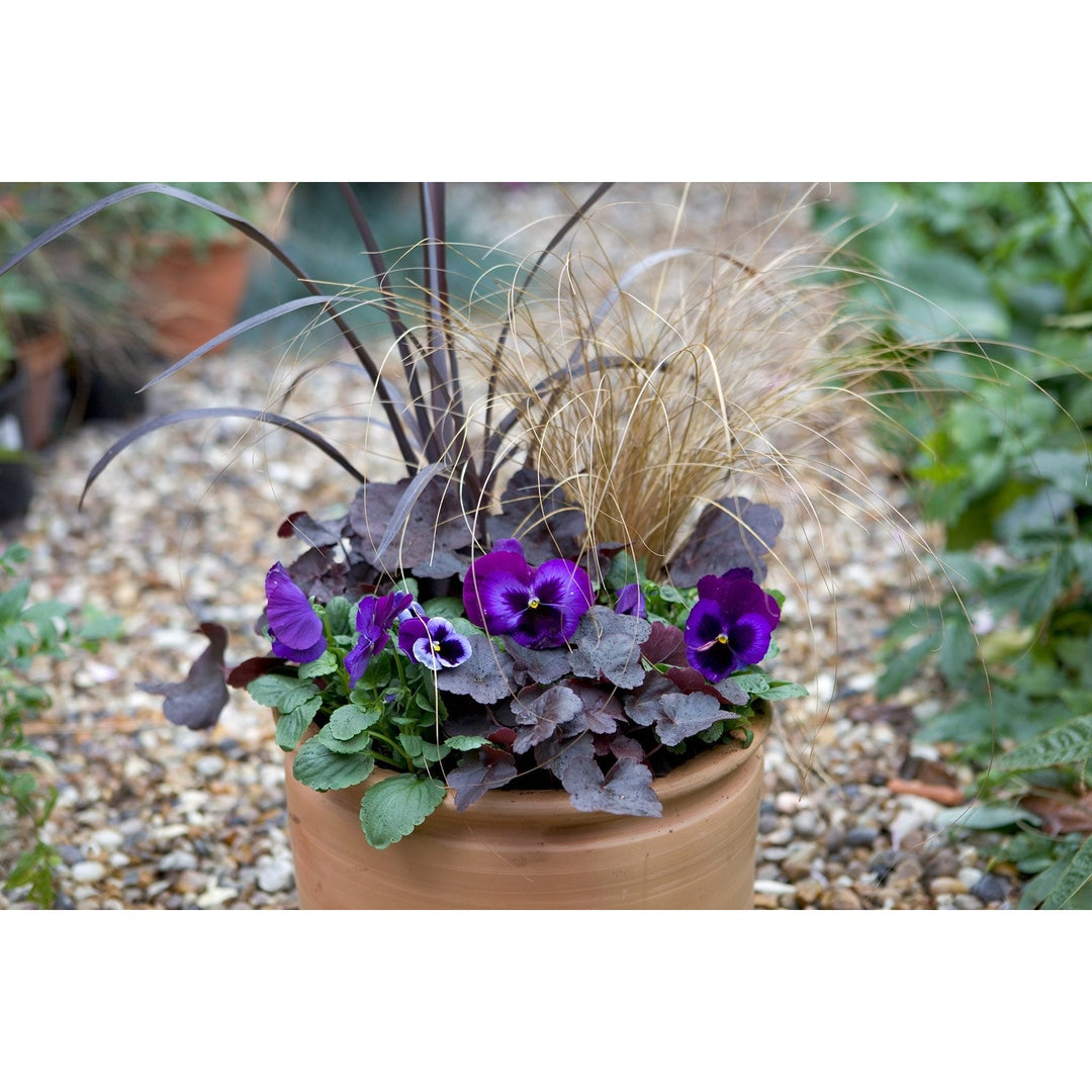 Giant Viola Flower For Garden Vase And Courtyard Planting Flower Seeds for Home Garden Planting, [neera-v5-b4c4676bde7fef67a022]