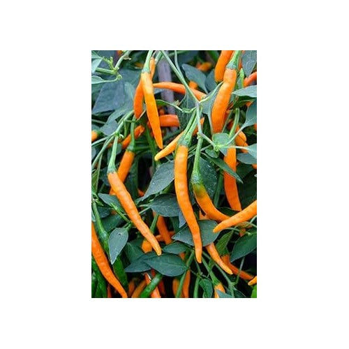 Orange Pepper Vegetable Seeds for Planting [neera-v5-b4cc382d54fe5d0f5e9a]