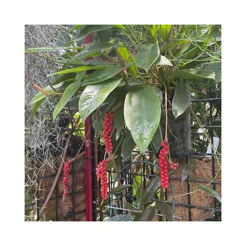 Anthurium ‘Red Pearl’ Plant Seeds [neera-v5-b4cc7bae16954c9be26a]