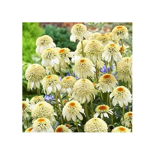 Echinacea Chrysanthemum Plant Seeds (White) [neera-v5-b4d33e8ba5100d892f4c]