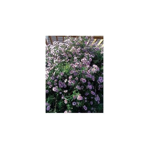 Heirloom Climbing Aster Flower Seeds for Planting [neera-v5-b4d48f4864c9fd4d694f]