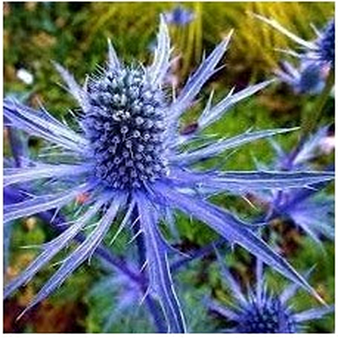 Heirloom Eryngium Planum Flower Seeds Non-GMO for Garden Planting Spiky Blue Blooms [neera-v5-b4d4a7de1f4230d26e6e]